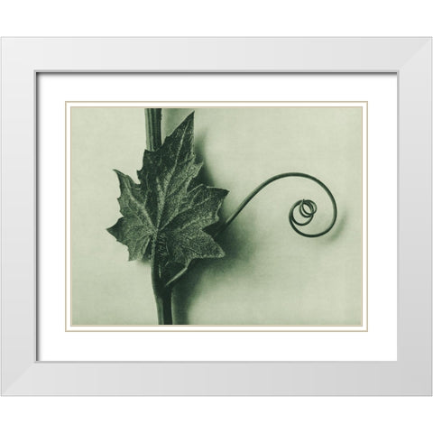 Bryonia Alba (White Bryony) White Modern Wood Framed Art Print with Double Matting by Blossfeldt, Karl