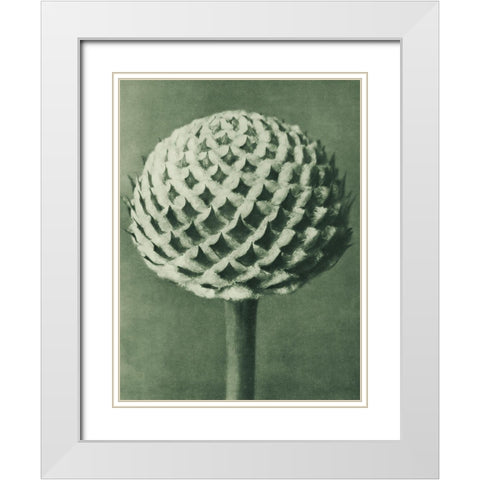 Cephalaria (Small Teasel) White Modern Wood Framed Art Print with Double Matting by Blossfeldt, Karl