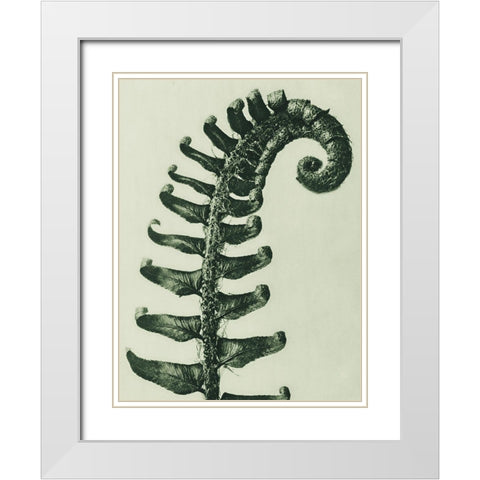 Polystichum Munitum (Prickly Shield–Fern) White Modern Wood Framed Art Print with Double Matting by Blossfeldt, Karl