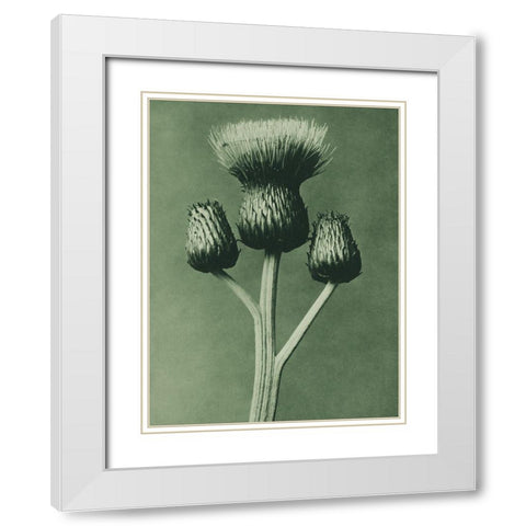 Cirsium Canum (Queen Anne Thistle) White Modern Wood Framed Art Print with Double Matting by Blossfeldt, Karl