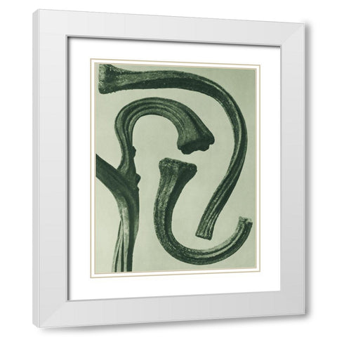 Cucurbita (stems of a Pumpkin) White Modern Wood Framed Art Print with Double Matting by Blossfeldt, Karl