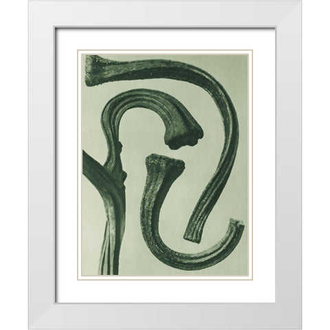 Cucurbita (stems of a Pumpkin) White Modern Wood Framed Art Print with Double Matting by Blossfeldt, Karl