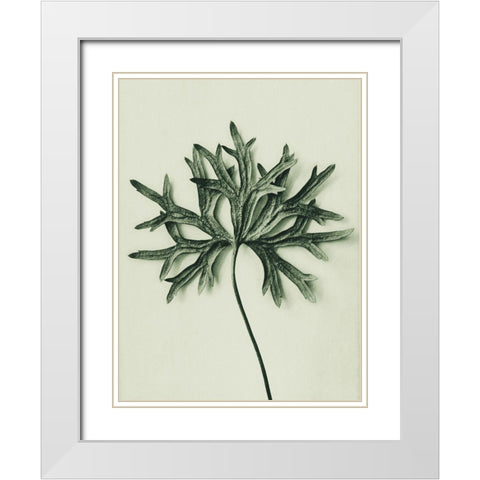 Aconitum Anthora (Yellow Monkshood Leaf) White Modern Wood Framed Art Print with Double Matting by Blossfeldt, Karl