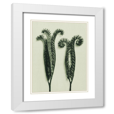 Phacelia Tanacetifolia (Lacy Phacelia) White Modern Wood Framed Art Print with Double Matting by Blossfeldt, Karl