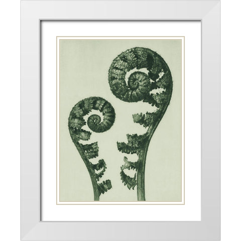 Aspidium Filix Mas (Shield Fern Fronds) White Modern Wood Framed Art Print with Double Matting by Blossfeldt, Karl