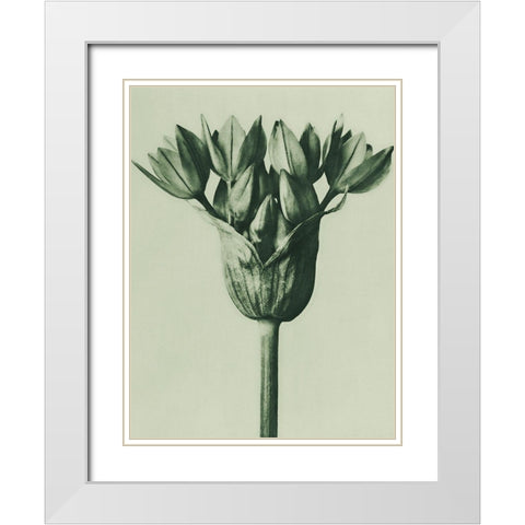 Allium Ostroroskianum (ornamental onion) White Modern Wood Framed Art Print with Double Matting by Blossfeldt, Karl