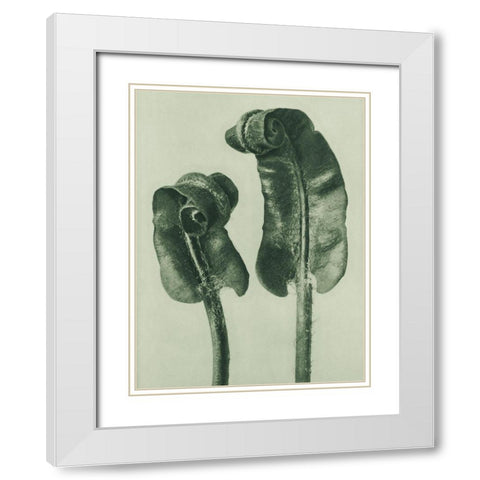 Scolopendrium Vulgare (Harts–Tongue Fern) White Modern Wood Framed Art Print with Double Matting by Blossfeldt, Karl