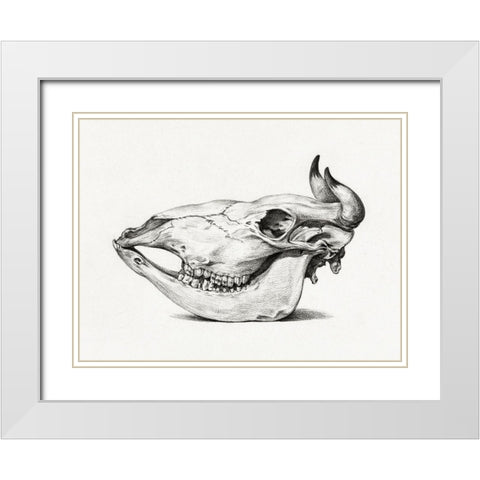 Skull of a cow (Side) White Modern Wood Framed Art Print with Double Matting by Bernard, Jean