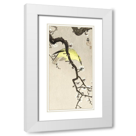 Chinese oriole on plum blossom branch White Modern Wood Framed Art Print with Double Matting by Koson, Ohara
