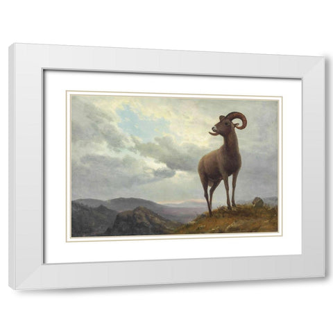 Long Horned Sheep White Modern Wood Framed Art Print with Double Matting by Bierstadt, Albert