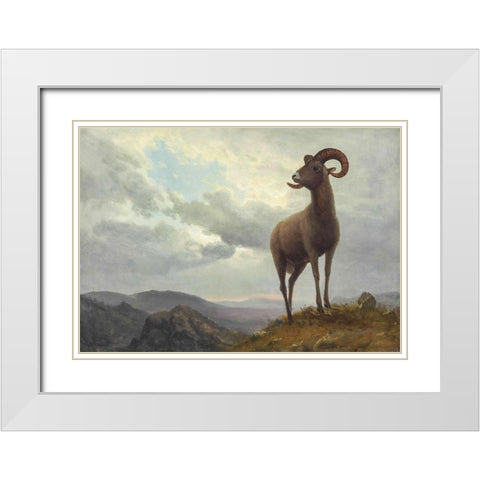 Long Horned Sheep White Modern Wood Framed Art Print with Double Matting by Bierstadt, Albert