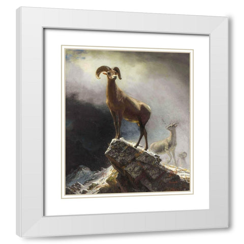 Rocky Mountain Sheep or Big Horn, Ovis, Montana White Modern Wood Framed Art Print with Double Matting by Bierstadt, Albert