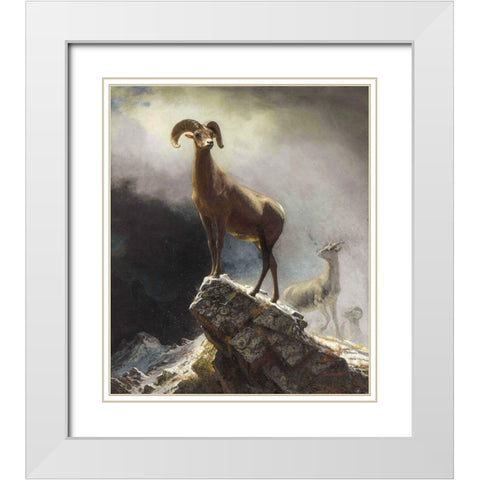 Rocky Mountain Sheep or Big Horn, Ovis, Montana White Modern Wood Framed Art Print with Double Matting by Bierstadt, Albert