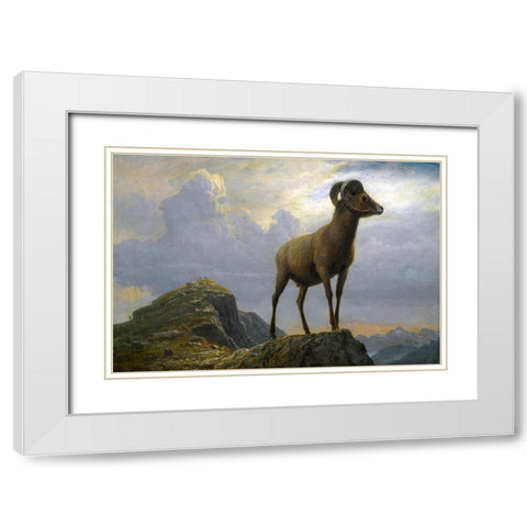 Study of a Bighorn Ram White Modern Wood Framed Art Print with Double Matting by Bierstadt, Albert