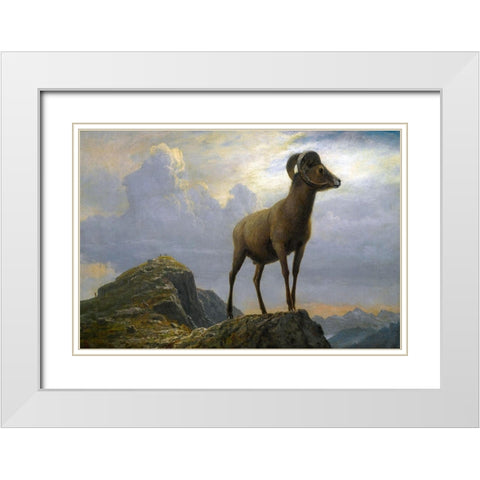 Study of a Bighorn Ram White Modern Wood Framed Art Print with Double Matting by Bierstadt, Albert