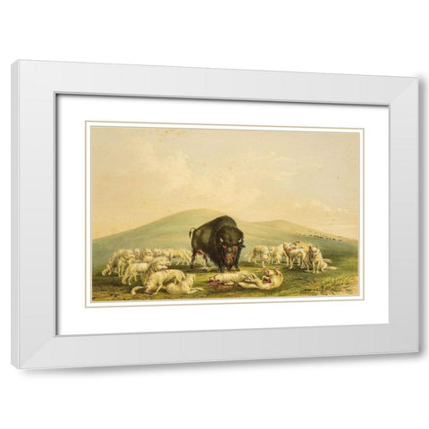 Buffalo Hunt, White Wolves Attacking Buffalo Bull White Modern Wood Framed Art Print with Double Matting by Catlin, George