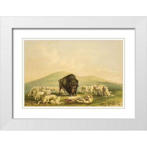 Buffalo Hunt, White Wolves Attacking Buffalo Bull White Modern Wood Framed Art Print with Double Matting by Catlin, George