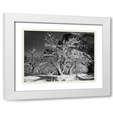 Half Dome-Apple Orchard-Yosemite-California White Modern Wood Framed Art Print with Double Matting by Adams, Ansel