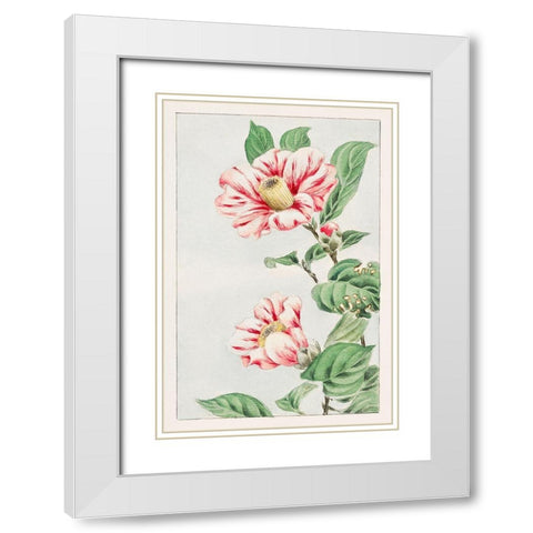 Tsubaki camelia White Modern Wood Framed Art Print with Double Matting by Morikaga, Megata