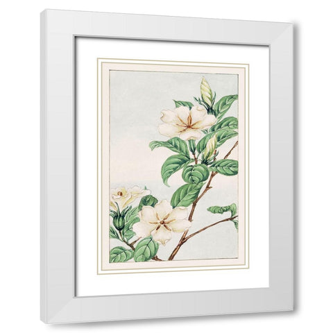 Kuchi nashi or cape jasmine White Modern Wood Framed Art Print with Double Matting by Morikaga, Megata