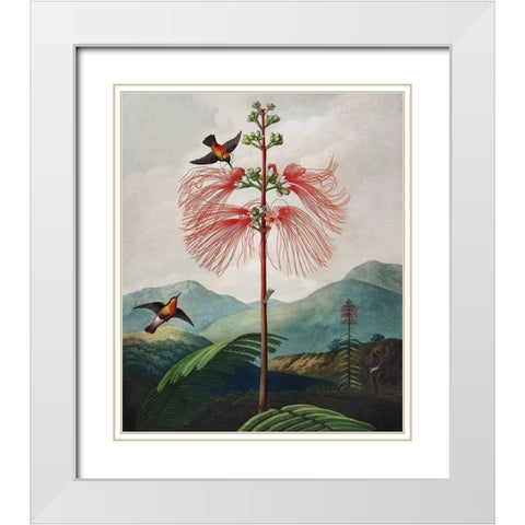 Large Flowering Sensitive Plant from The Temple of Flora White Modern Wood Framed Art Print with Double Matting by Thornton, Robert John