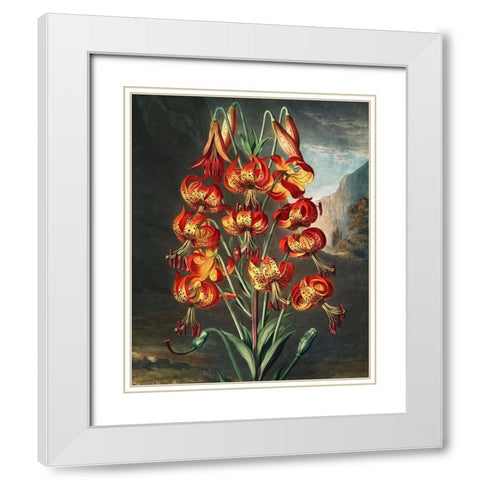 The Superb Lily from The Temple of Flora White Modern Wood Framed Art Print with Double Matting by Thornton, Robert John