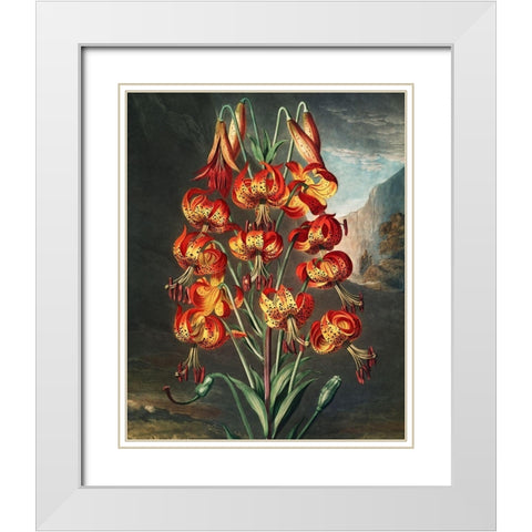 The Superb Lily from The Temple of Flora White Modern Wood Framed Art Print with Double Matting by Thornton, Robert John