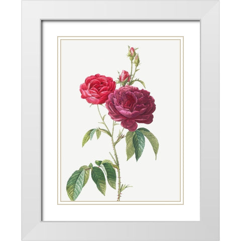 Purple French Rose, Rosa gallica purpuro violacea magna White Modern Wood Framed Art Print with Double Matting by Redoute, Pierre Joseph