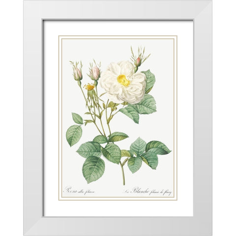 Rosa Alba, White Leaf of Fleury, Rosa alba foliacea White Modern Wood Framed Art Print with Double Matting by Redoute, Pierre Joseph