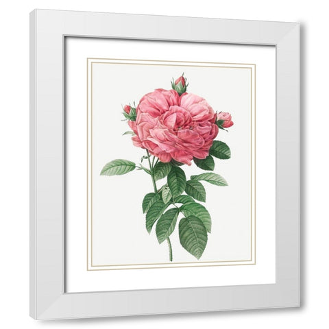 Giant French Rose Bloom, Provins rosebush with gigantic flower, Rosa gallica flore giganteo White Modern Wood Framed Art Print with Double Matting by Redoute, Pierre Joseph