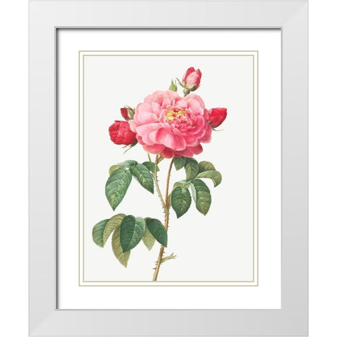 Gallic Rose, Duchess of Orleans, Rosa Gallica Aurelianensis White Modern Wood Framed Art Print with Double Matting by Redoute, Pierre Joseph
