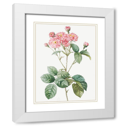 Carnation Petalled Variety of Cabbage Rose also known as Rose bush, Rosa Centifolia Caryophyllea White Modern Wood Framed Art Print with Double Matting by Redoute, Pierre Joseph