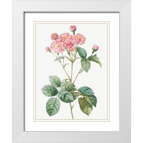 Carnation Petalled Variety of Cabbage Rose also known as Rose bush, Rosa Centifolia Caryophyllea White Modern Wood Framed Art Print with Double Matting by Redoute, Pierre Joseph