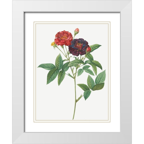 Rose of Van Eeden, Rosa gallica purpurea velutina, parva White Modern Wood Framed Art Print with Double Matting by Redoute, Pierre Joseph