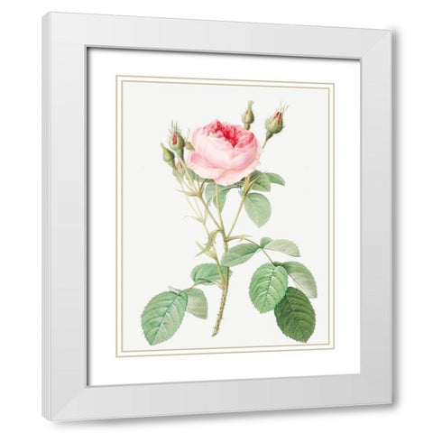 Double Moss Rose, Sparkling Rosebush with Double Flowers, Rosa muscosa multiplex White Modern Wood Framed Art Print with Double Matting by Redoute, Pierre Joseph
