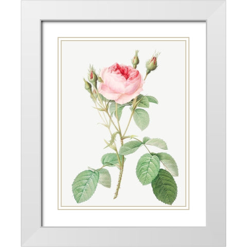 Double Moss Rose, Sparkling Rosebush with Double Flowers, Rosa muscosa multiplex White Modern Wood Framed Art Print with Double Matting by Redoute, Pierre Joseph