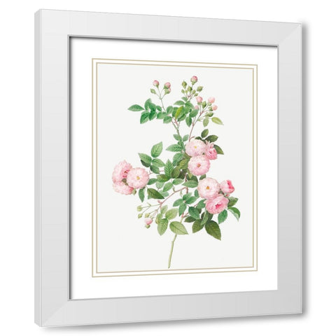 Flesh Pink Multiflora, Rosa multiflora carnea White Modern Wood Framed Art Print with Double Matting by Redoute, Pierre Joseph