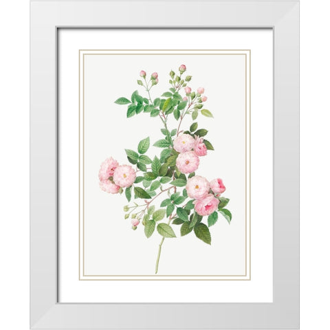 Flesh Pink Multiflora, Rosa multiflora carnea White Modern Wood Framed Art Print with Double Matting by Redoute, Pierre Joseph
