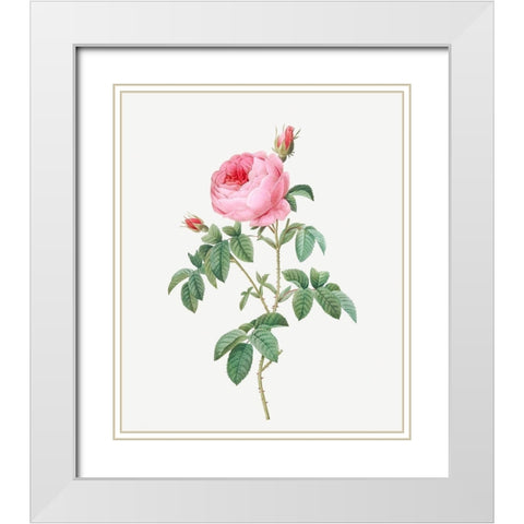Burgundy Cabbage Rose, the Hundred-Leaves of Bordeaux, Rosa centifolia urgundiaca White Modern Wood Framed Art Print with Double Matting by Redoute, Pierre Joseph
