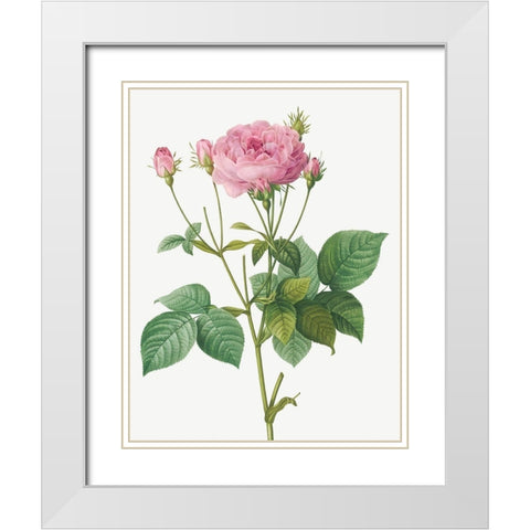 Rosa Gallica Granules, Rosebush of France with Pomegranate White Modern Wood Framed Art Print with Double Matting by Redoute, Pierre Joseph