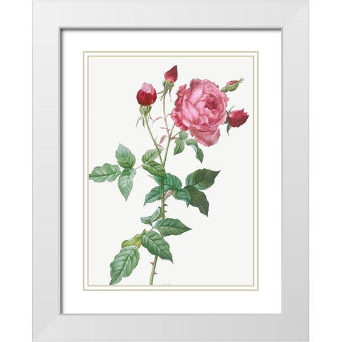 Provence Rose, Rosa indica White Modern Wood Framed Art Print with Double Matting by Redoute, Pierre Joseph