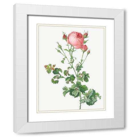 Celery Leaved Variety of Cabbage Rose, Rosa centifolia bipinnata White Modern Wood Framed Art Print with Double Matting by Redoute, Pierre Joseph