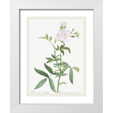 Rosa alba Cimboefolia , White Rose with Hemp Leaves White Modern Wood Framed Art Print with Double Matting by Redoute, Pierre Joseph