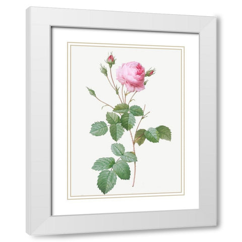 Crenate Leaved Cabbage Rose, Rosa centifolia crenata White Modern Wood Framed Art Print with Double Matting by Redoute, Pierre Joseph