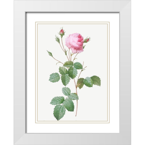 Crenate Leaved Cabbage Rose, Rosa centifolia crenata White Modern Wood Framed Art Print with Double Matting by Redoute, Pierre Joseph