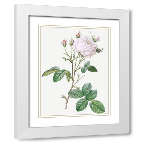 Cabbage Rose White Provence, Unique Blance, Rosa centifolia mutabilis White Modern Wood Framed Art Print with Double Matting by Redoute, Pierre Joseph