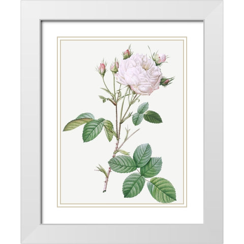 Cabbage Rose White Provence, Unique Blance, Rosa centifolia mutabilis White Modern Wood Framed Art Print with Double Matting by Redoute, Pierre Joseph