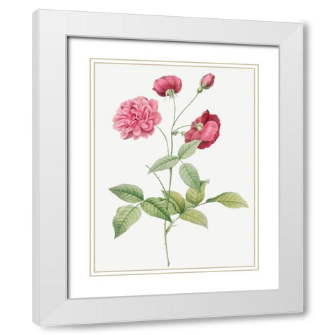 China Rose, Bengal Animating, Rosa indica dichotoma White Modern Wood Framed Art Print with Double Matting by Redoute, Pierre Joseph