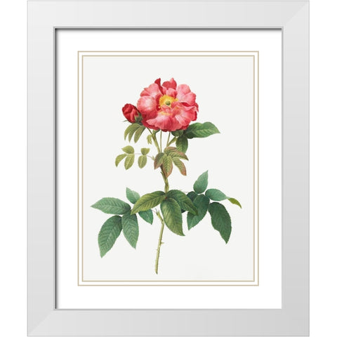 Bluish Leaved Provins Rose, Rosa gallica caerulea White Modern Wood Framed Art Print with Double Matting by Redoute, Pierre Joseph