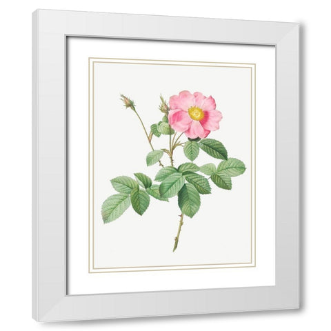 Single Flowered Cabbage Rose, Rosa centifolia simplex White Modern Wood Framed Art Print with Double Matting by Redoute, Pierre Joseph